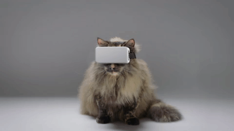 “猫咪VR”，一款给猫定制的VR眼镜