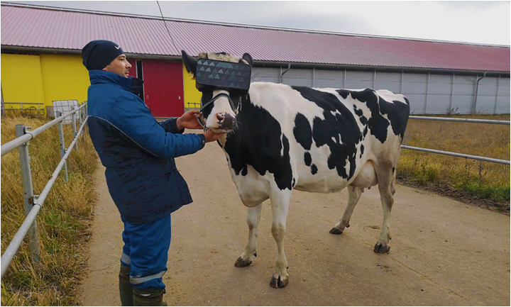 俄罗斯农民使用VR眼镜，促进牛奶产量
