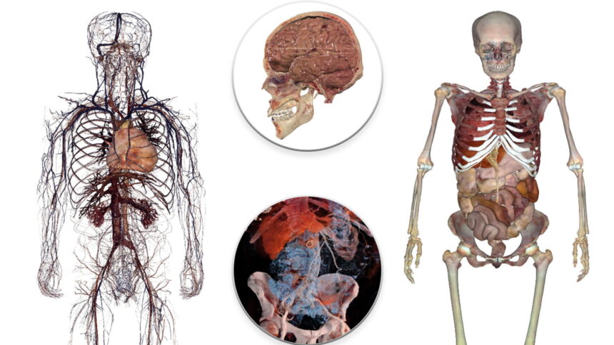《Anatomage VR》上线，可提供专业医学解剖知识